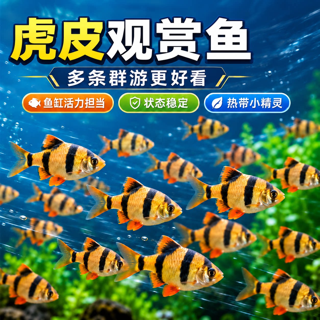 四间虎皮鱼热带鱼鱼苗观赏鱼小型宠物鱼新手好养耐活群游活体鱼