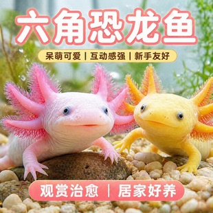 六角恐龙观赏冷水鱼蝾螈水族宠物活体无需打氧淡水好养耐活网红鱼