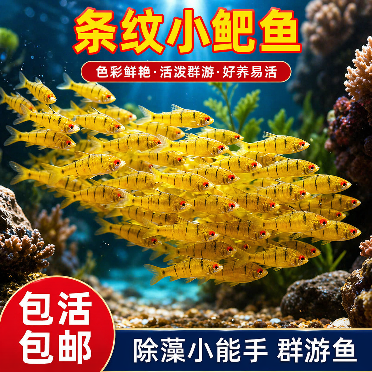 小鲃鱼中国斗鱼伴侣条纹小鲃原生鱼冷水淡水小鱼苗耐寒群游观赏鱼