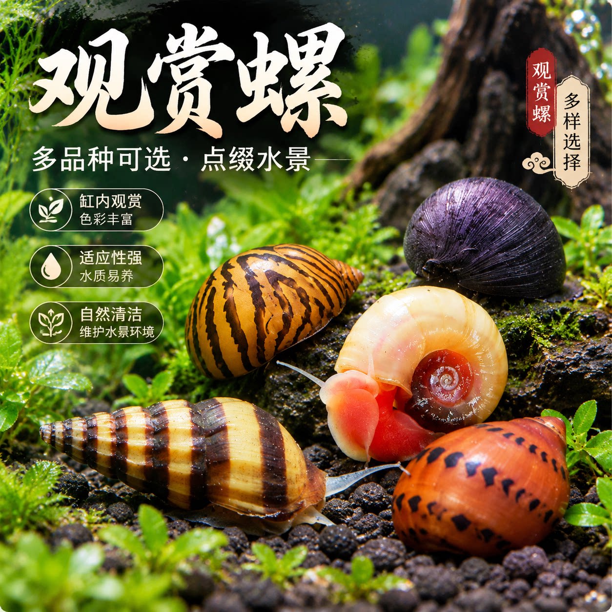 观赏螺淡水苹果螺鱼缸除藻工具吃藻清缸清理大号蜗牛小宠物黄金螺