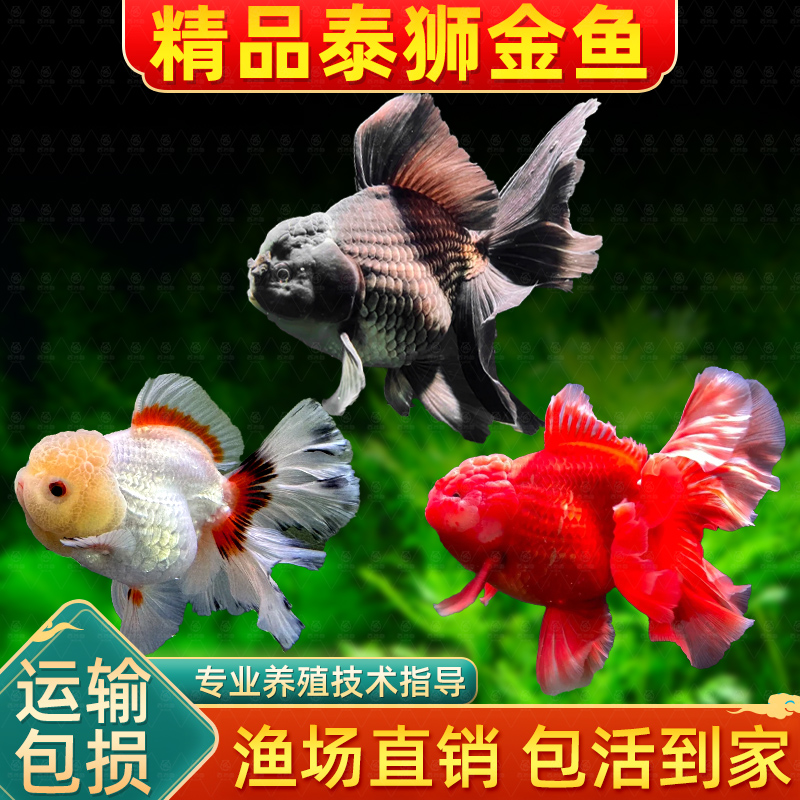 泰狮金鱼兰寿金鱼活鱼百褶泰狮招财好养淡水冷水鱼观赏鱼国粹鱼苗