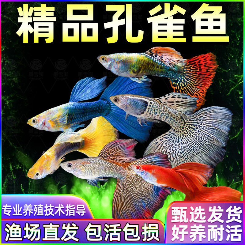 孔雀鱼淡水冷水好养耐活耐养斑马鱼苗凤尾热带观赏鱼活体小鱼鱼缸