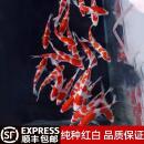 锦鲤观赏鱼大型好养耐活高档纯种红白三色淡水冷水小型鱼苗活鱼