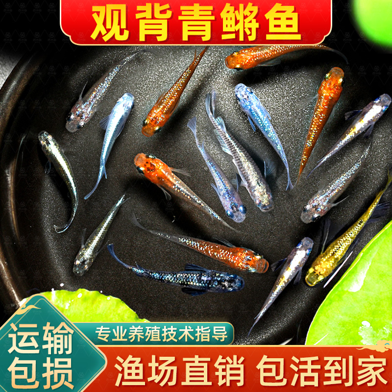 观背青鳉观赏鱼魔法鱼冷水鱼小型锦鲤金鱼淡水鱼不打氧好养活体鱼