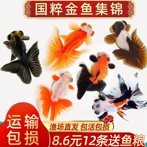 包活金鱼观赏小型淡水好养冷苗新