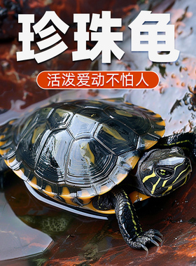 纯正珍珠龟长寿观赏龟好养耐活宠物中华花龟六线草龟情侣活体乌龟