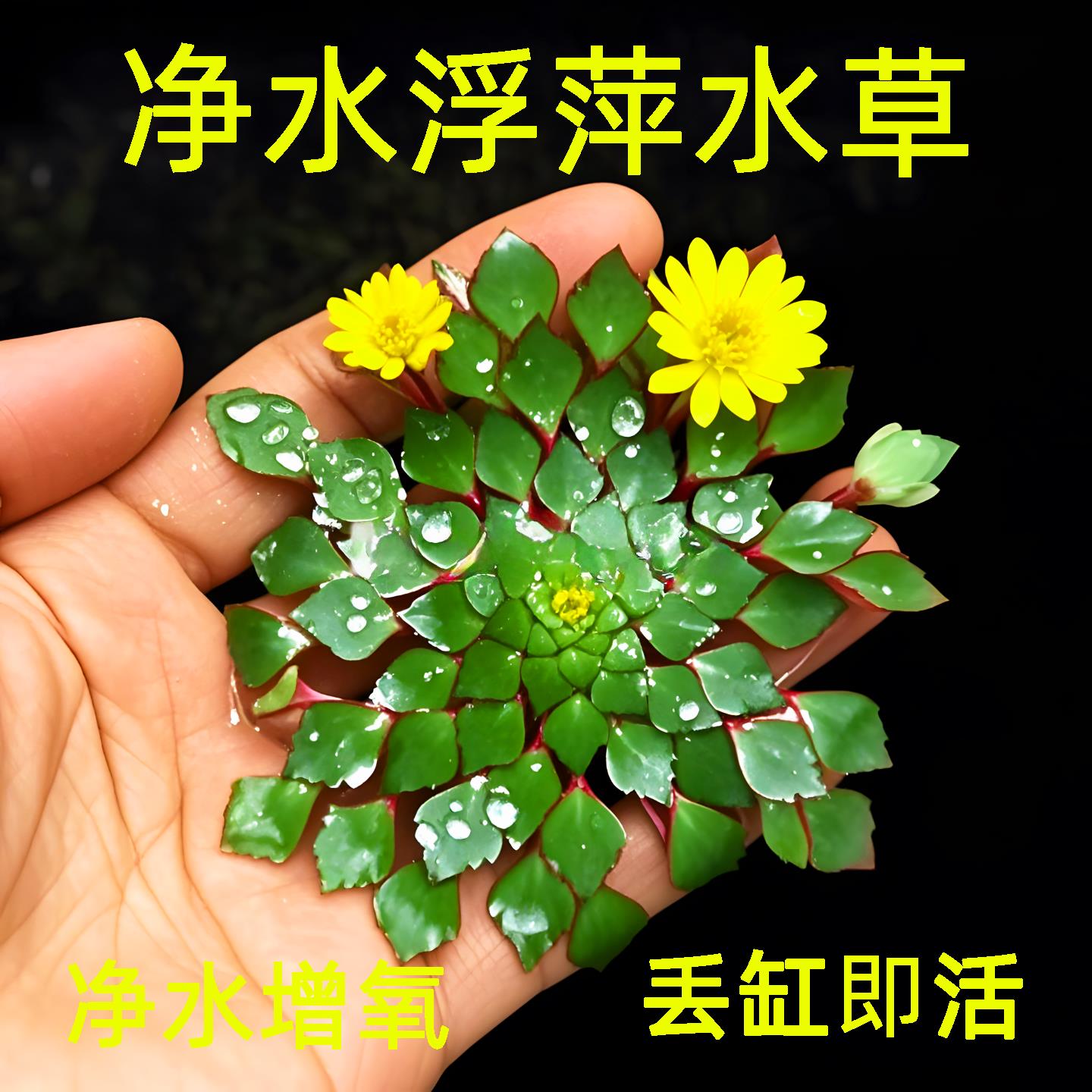 浮萍水草植物鱼缸造景水培植物水上烟花一叶莲水葫芦古法养鱼水草