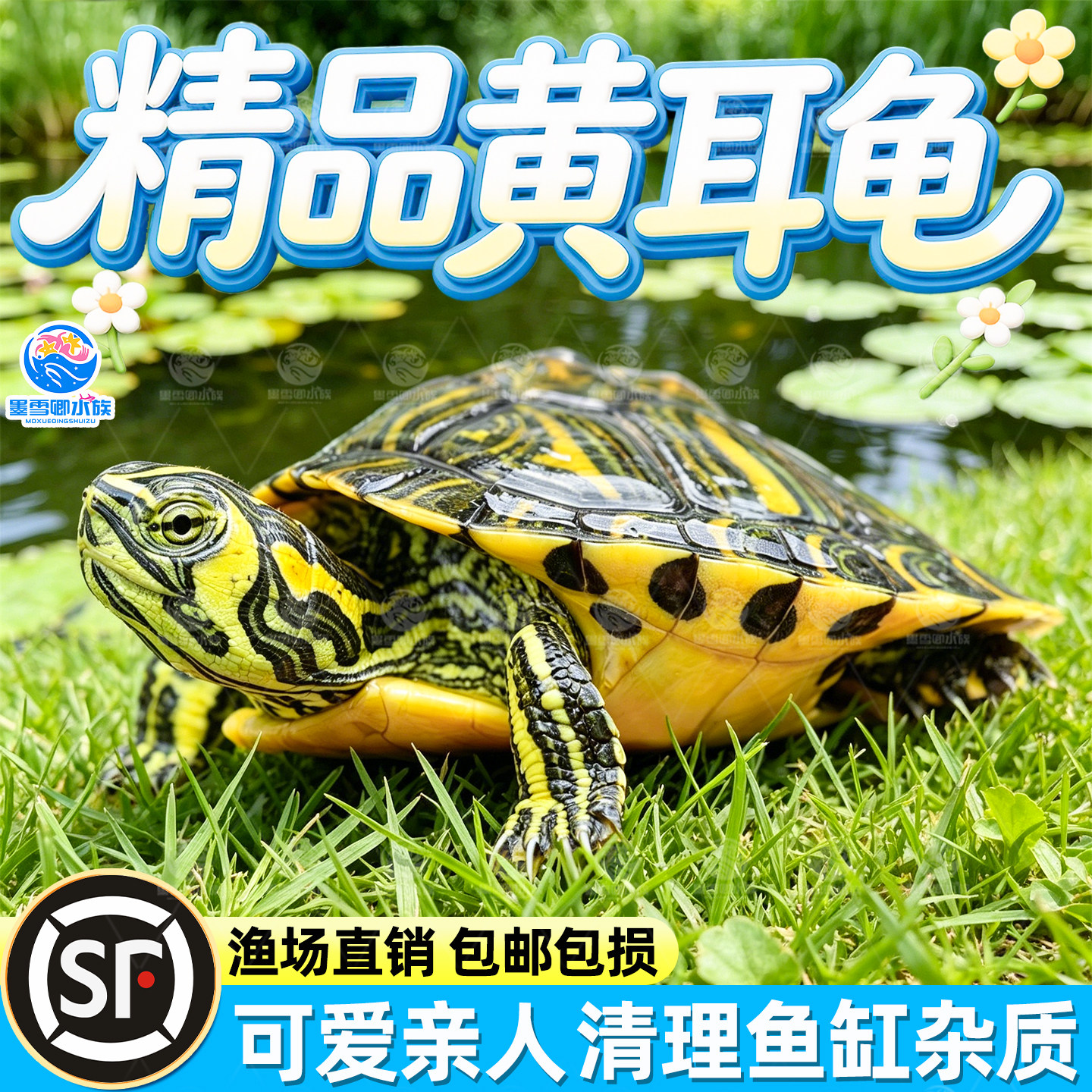 深水龟黄耳龟吃粪龟水龟鱼缸火焰乌龟活物黄头侧颈观赏宠物小乌龟