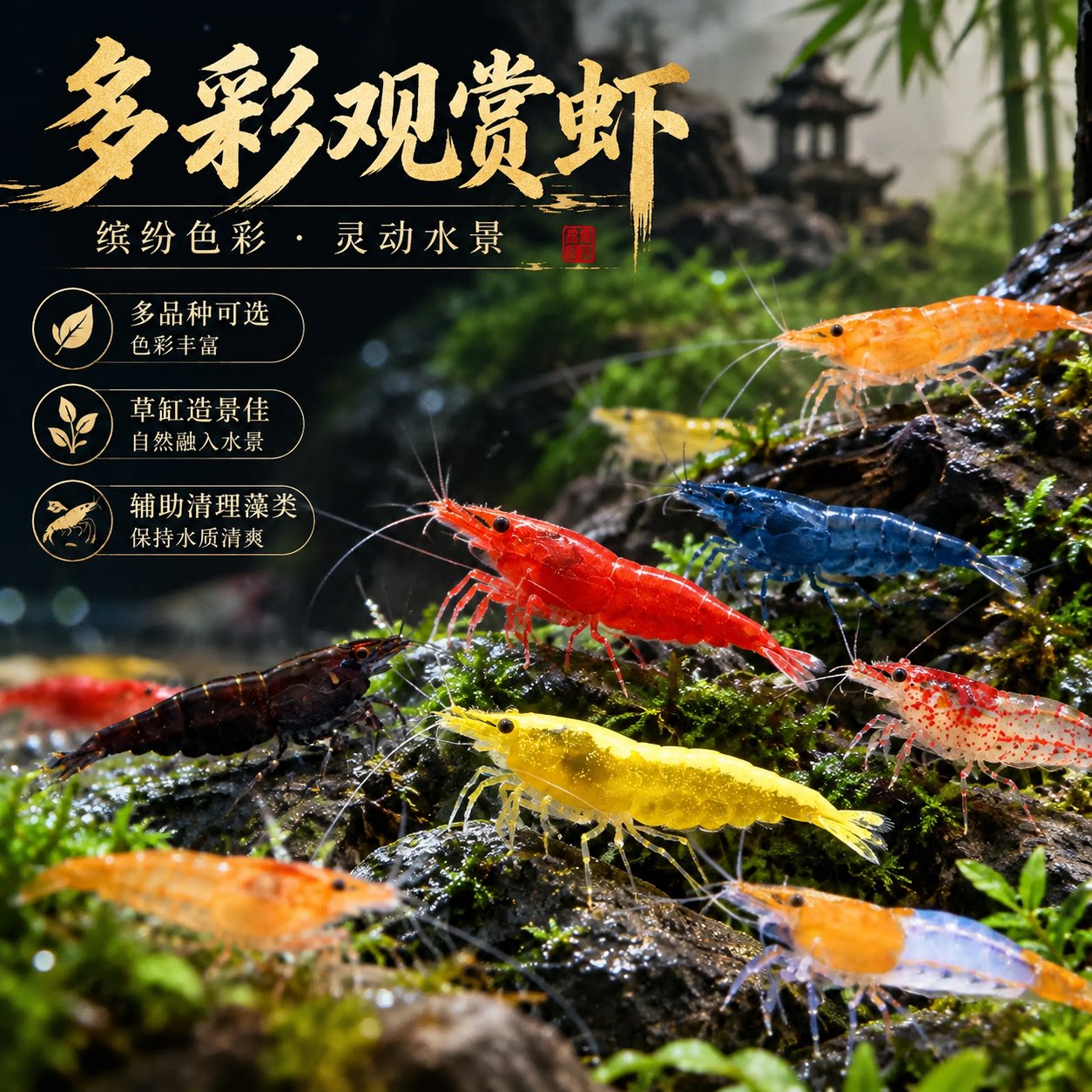 观赏虾淡水活体工具虾除藻清洁虾樱花虾极火虾黄金米虾水晶黑壳虾