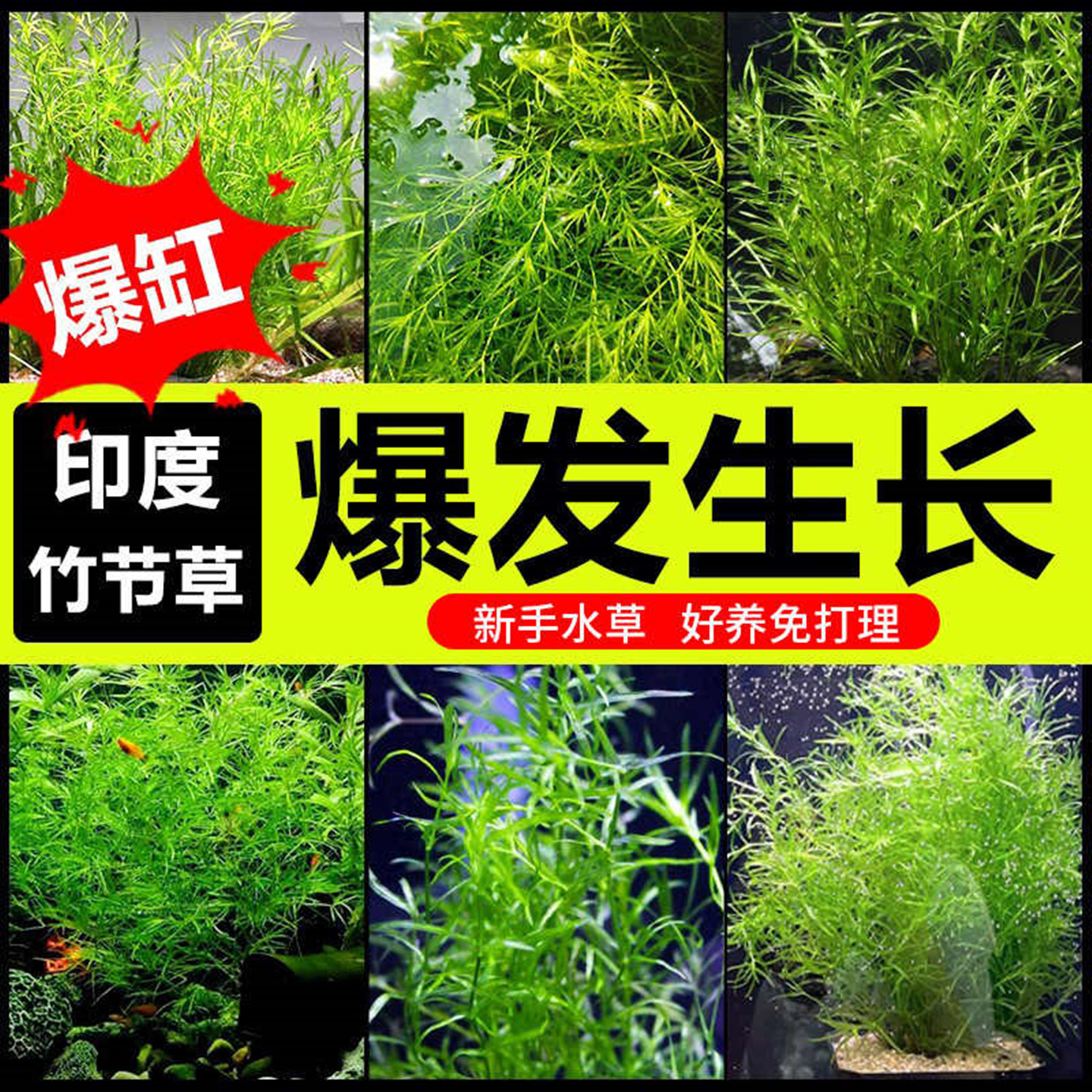水草印度小竹节草好养植物鱼缸水族箱装饰造景绿菊蜈蚣草净水真草
