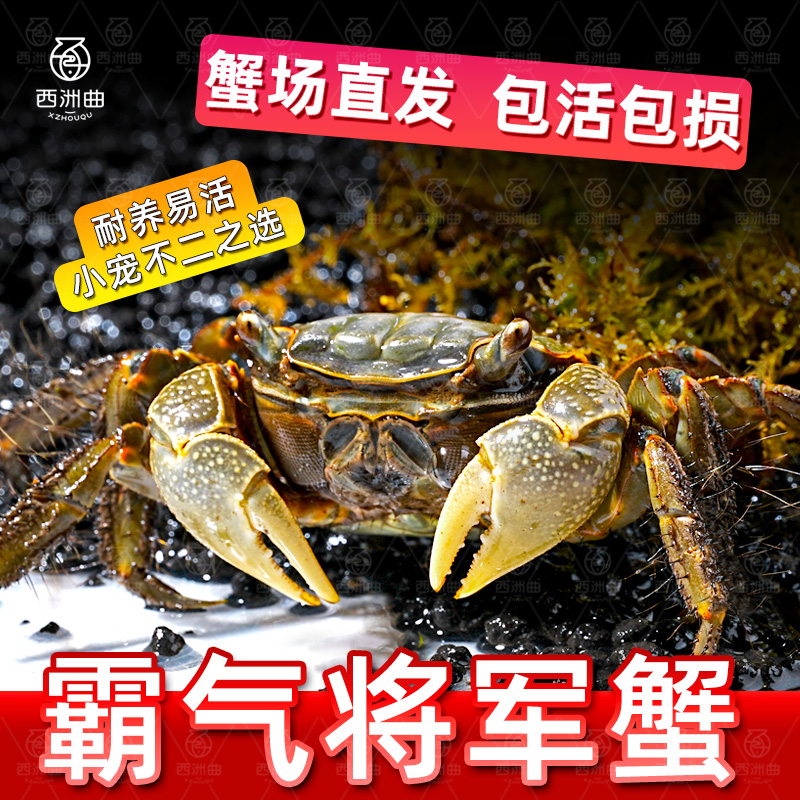 将军蟹活体淡水观赏蟹虾水陆招潮蟹迷你蟹蝴深水蝶蟹豹点蟹樱桃蟹