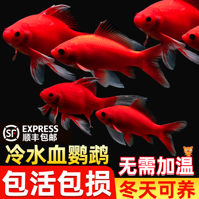 冷水鹦鹉鱼耐活红鱼淡水好养易活冷水鱼苗观赏鱼活鱼金鱼耐活锦鲤