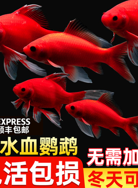 冷水鹦鹉鱼耐活红鱼淡水好养易活冷水鱼苗观赏鱼活鱼金鱼耐活锦鲤
