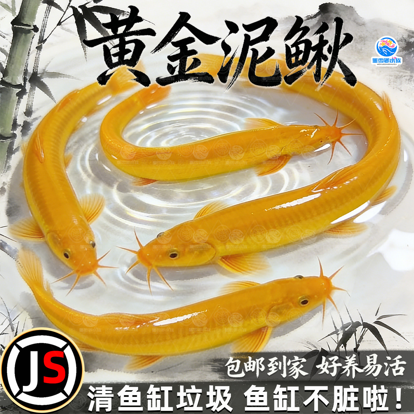 黄金泥鳅苗冷水鱼清道夫清洁鱼淡水鱼好养耐活观赏鱼苗工具活体鱼,宠物/宠物食品及用品,鱼,淘宝优惠券,粉丝福利购,淘宝优惠卷