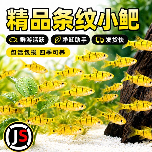 条纹小鲃群游冷水鱼原生鱼中国斗鱼伴侣除藻吃青苔淡水鱼苗观赏鱼