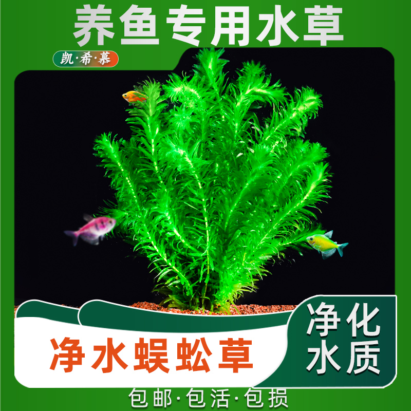 鱼缸水草植物真草造景阴性水榕蜈蚣绿菊冒泡净水培菌新手装饰套餐