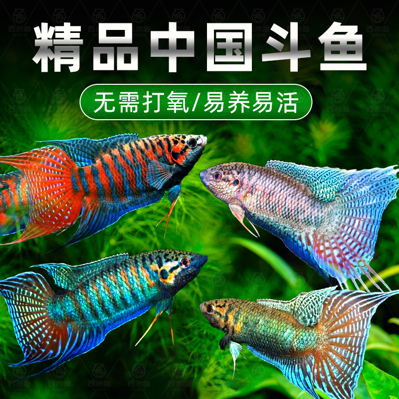 中国斗鱼活鱼观赏鱼普叉冷水鱼繁殖淡水原生鱼好养耐活鱼苗活体