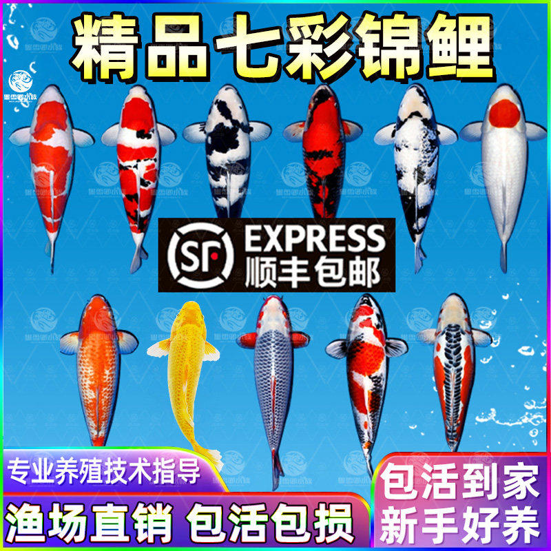 顺丰锦鲤活鱼冷水观赏鱼黄金纯种大正红白三色淡水好养耐活小金鱼,宠物/宠物食品及用品,其它水族宠物,淘宝优惠券,粉丝福利购,淘宝优惠卷