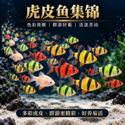 精品红虎皮苗绿宝石虎皮鱼小型热带观赏鱼淡水活体好养耐活群游鱼