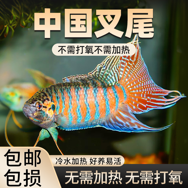 中国斗鱼活巨普冷水观赏耐养不打