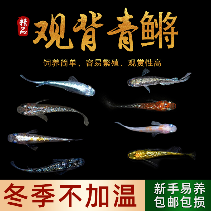观背青鳉鱼苗观赏鱼好养耐活不打氧冷水鱼除油膜小型淡水鱼原生鱼