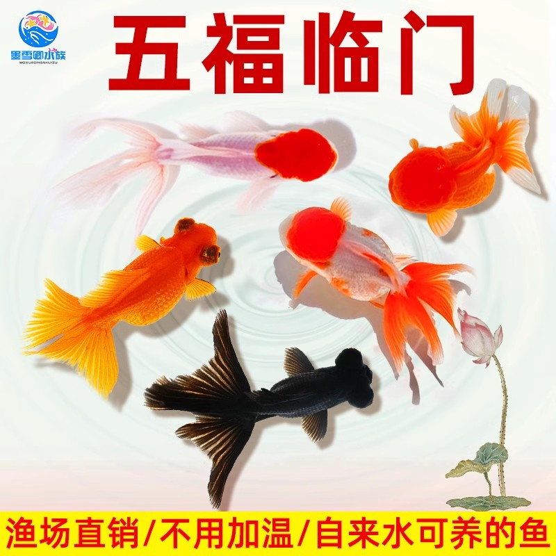 金鱼鸿运当头鹤顶红活体鱼苗冷水小鱼淡水好养国狮金鱼观赏活体鱼
