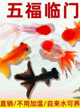 金鱼鸿运当头鹤顶红活体鱼苗冷水小鱼淡水好养国狮金鱼观赏活体鱼
