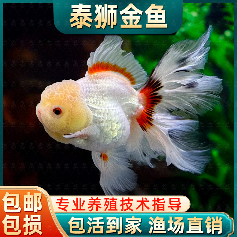 国运泰狮红狮子头金鱼红鱼苗冷水鱼淡水鱼招财鱼宠物鱼易活观赏鱼