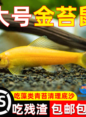 除藻净缸金苔鼠鱼吃鱼缸青苔垃圾除藻清洁工具鱼活体热带淡水鱼