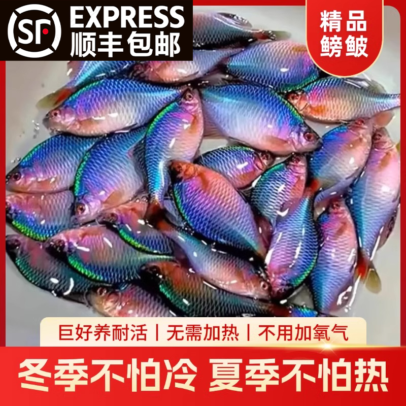 七彩鳑鲏鱼观赏鱼冷水鱼原生鱼七彩高体旁皮活体活鱼小型淡水鱼