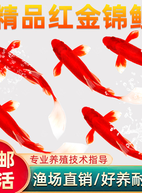 红色好运锦鲤金鱼活鱼淡水好养耐活纯种观赏鱼大型冷水鱼