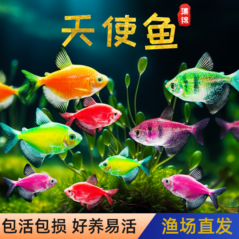 天使鱼活体观赏鱼大号五彩裙好养淡水群游荧光紫衣绿衣小型热带鱼