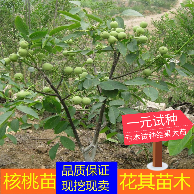 果树苗核桃苗薄皮核桃树苗8518纸皮核桃苗地栽核桃苗当年结果包邮