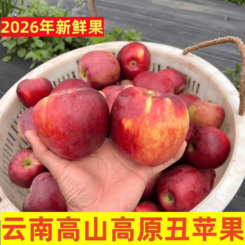 【2026年新果】云南高山高原丑苹果高海拔新鲜采摘水果