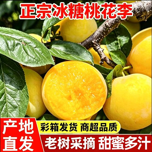 桃花李新鲜应季水果黄李子当季整