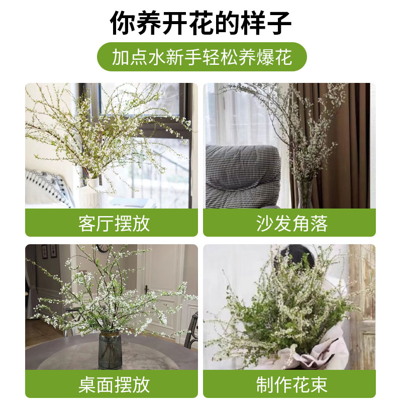 雪柳鲜枝水培干枝支珍珠李绿植物室内鲜花水养开花卉银柳盆栽插花