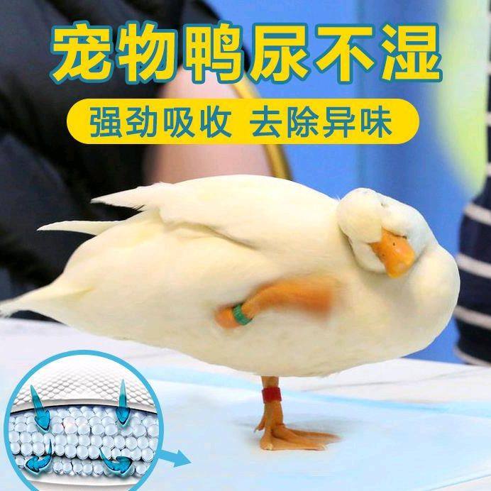一次性网红宠物鸭尿布柯尔鸭屎兜鹅鸡尿片小鸭子用品尿不湿尿垫子