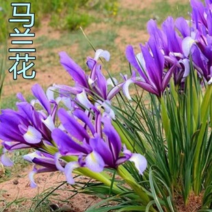 马兰花苗马蔺花马莲花宿根多年生耐盐碱地湿地植物蓝花鸢尾燕尾兰