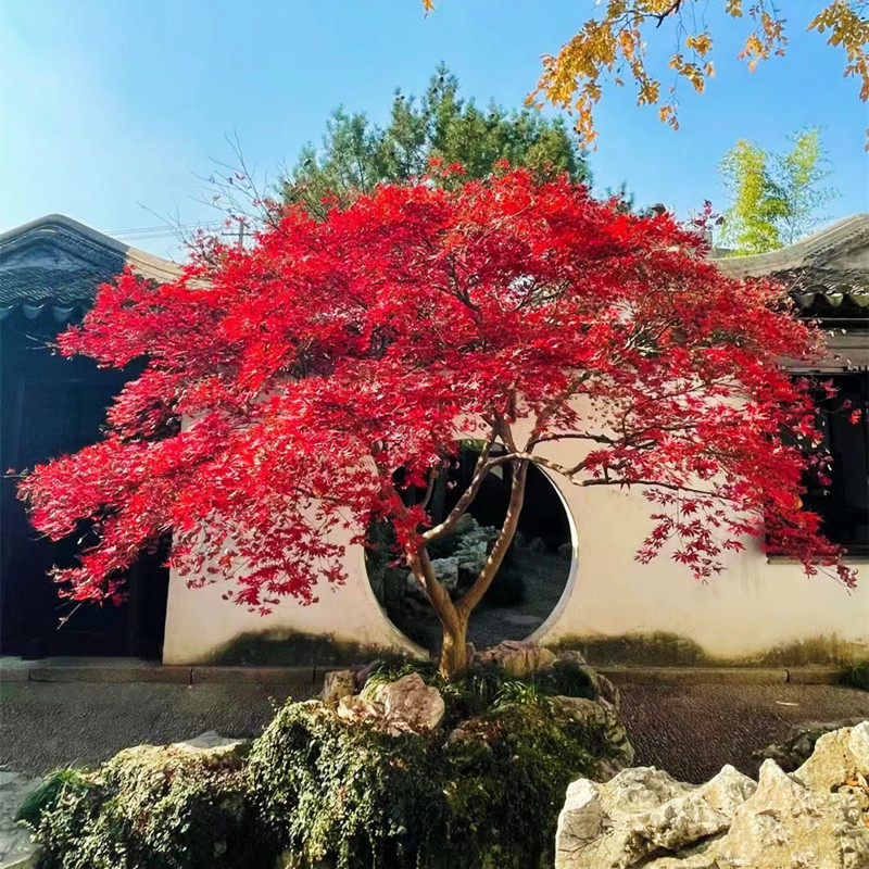 高档别墅风景树中国红枫树苗日式庭院园林红舞姬鸡爪槭耐寒三季红