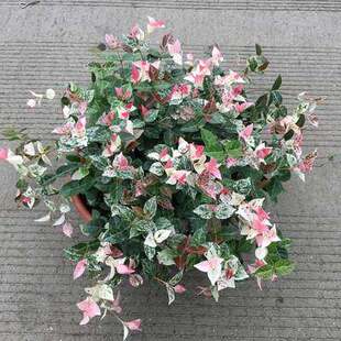 号称“养不死”新手花叶络石盆栽垂藤植物办公室客厅室内过路黄