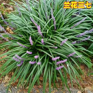 兰花三七金边麦冬矮麦冬草玉龙草长麦冬草庭院植物耐寒兰花三七苗