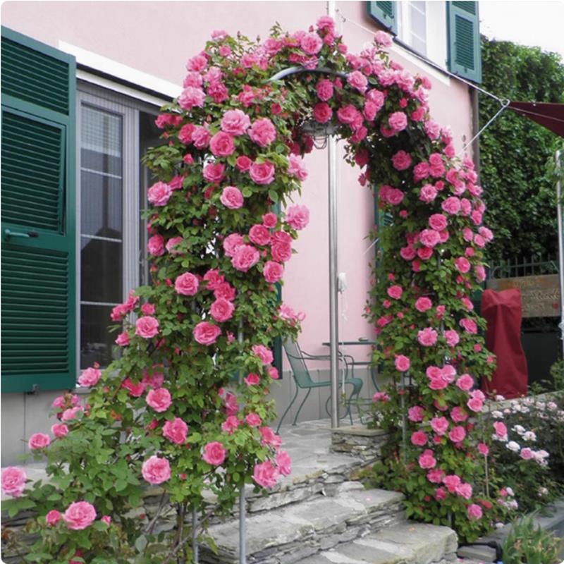 藤本月季花特大花浓香型庭院阳台爬藤植物蔷薇花苗四季开花图片
