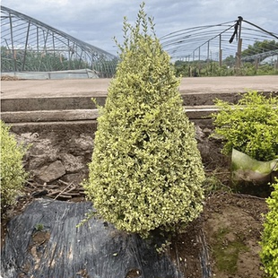 银姬小蜡盆栽多年生四季常绿耐寒耐热灌木庭院花园好养活花境植物