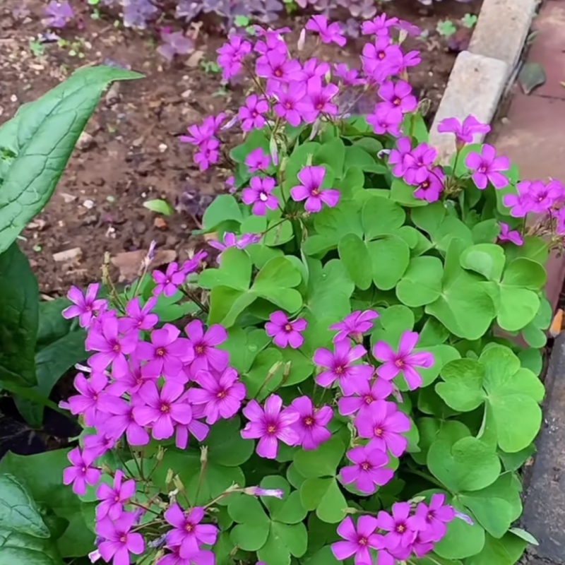 多年生低矮花草植物醡浆草红花三叶草根耐阴耐寒易活室外小区绿化