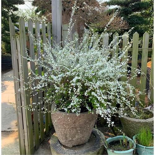 室内外耐寒好养的花卉盆栽喷雪花耐热庭院阳台种植雪柳垂吊绿植物