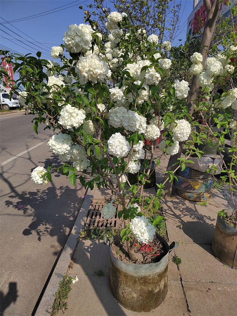 中华木绣球大花斗球木本绣球别墅庭院阳台盆栽耐寒风景树多季开花