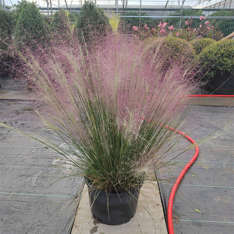 粉黛乱子草多年生观花网红植物庭院地被多年生植物