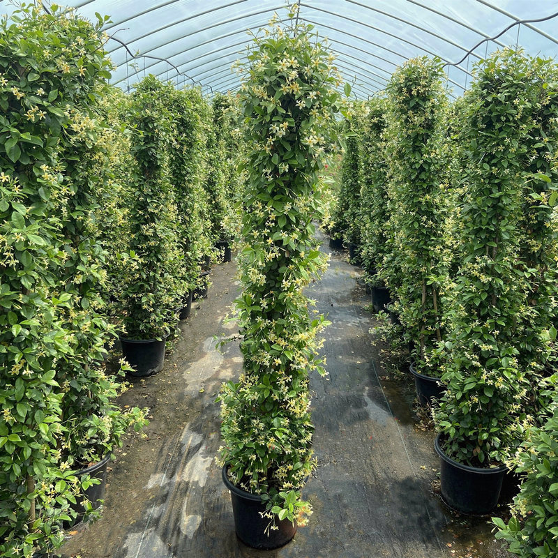 风车茉莉盆栽络石藤垂丝浓香爬藤花卉耐寒阳台盆栽植物四季常青