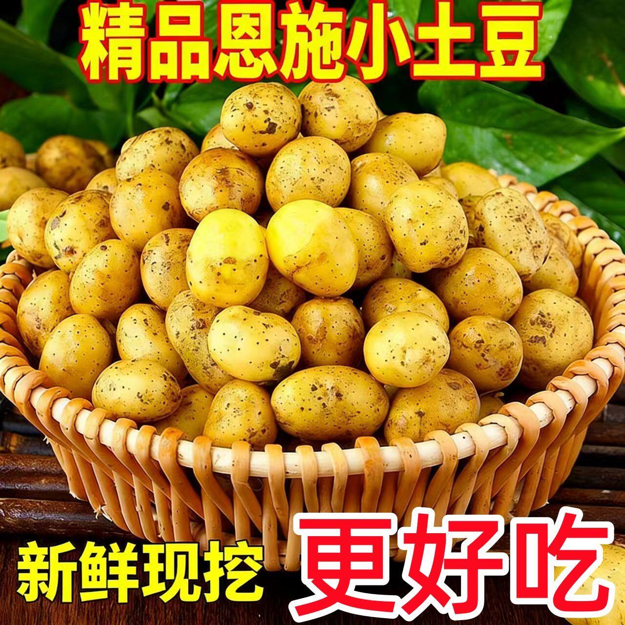 正宗恩施富硒黄心小土豆新鲜迷你高山现挖马尔科小个土豆马铃薯