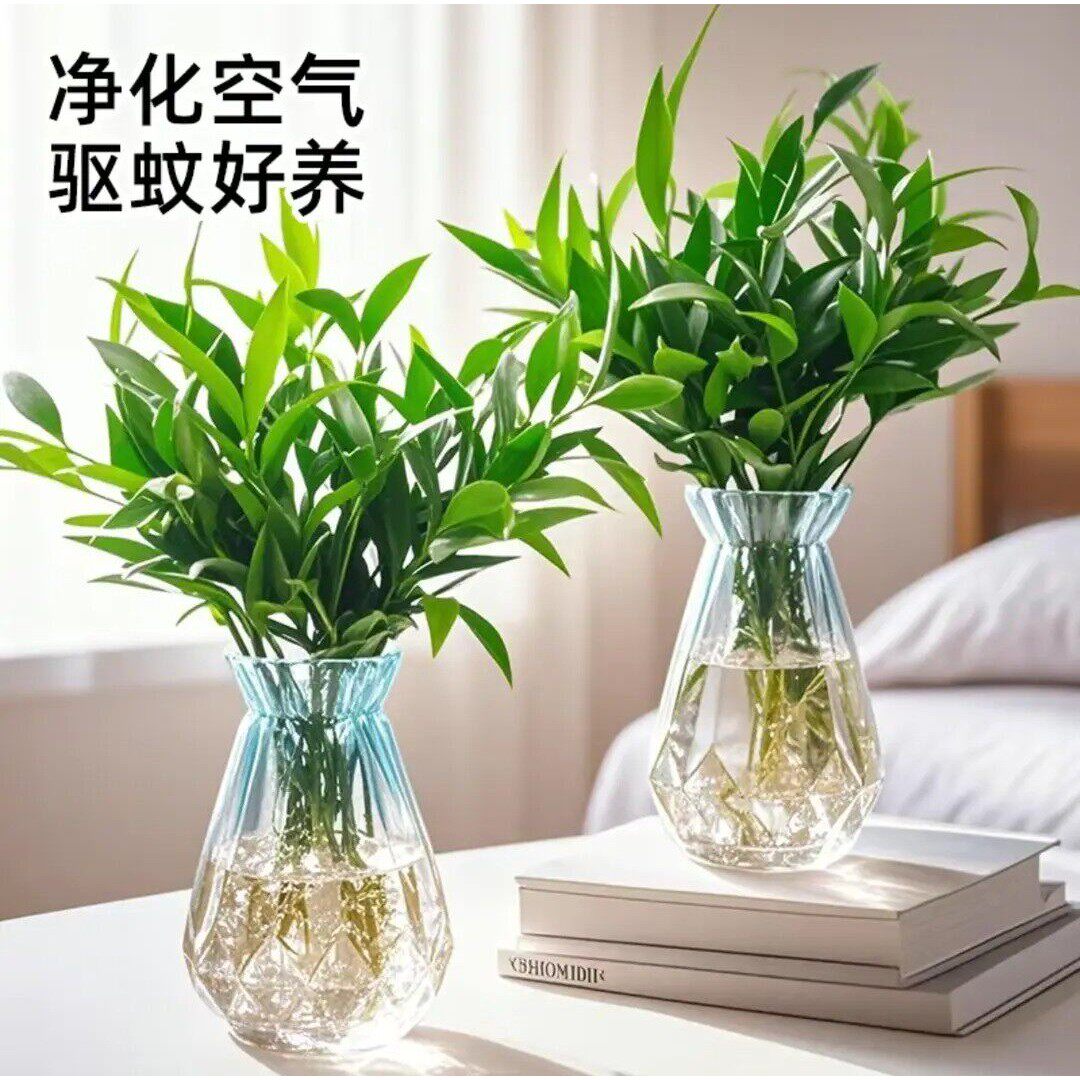 【下单立减30】驱蚊竹柏水培植物盆栽室内绿植花卉四季常青办公XD